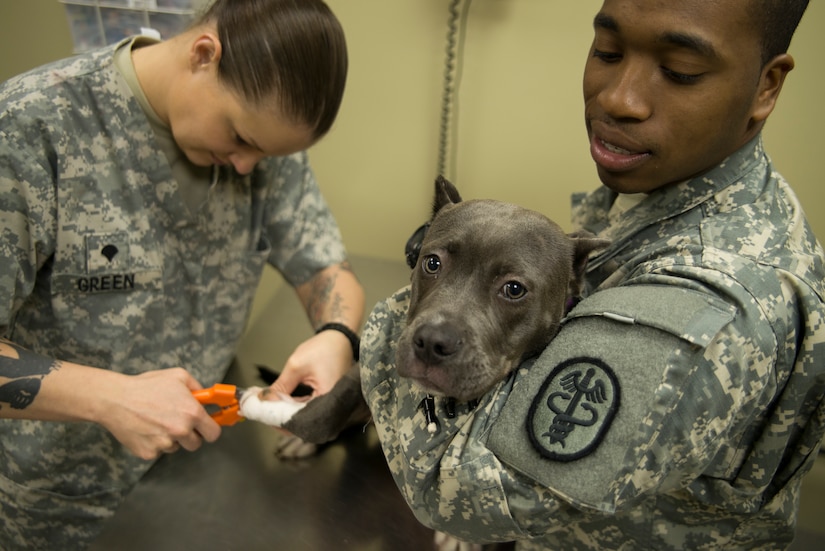 Army Specialist Valeria Green, animal health technician, does a routine exam on Lahylah, pet of Private First Class Kenyanis Jones, food inspector specialist  Nov. 22, 2013, at the Veterinary Treatment Facility on Joint Charleston - Air Base, S.C. The facility provides animal care to active-duty military, their dependents and retirees. (U.S. Air Force photo/Senior Airman Ashlee Galloway)