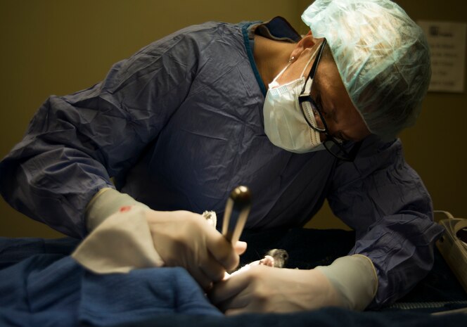 Moria Roberts, Doctor of Veterinary Medicine, extracts a tooth from a dog Nov. 22, 2013, at the Veterinary Treatment Facility on Joint Charleston - Air Base, S.C. The facility provides animal care to active-duty military, their dependents and retirees. (U.S. Air Force photo/Senior Airman Ashlee Galloway)