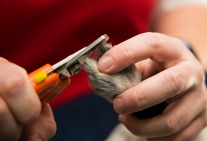 Kristen Davis, veterinary technician, trims a dog’s nails Nov. 22, 2013, at the Veterinary Treatment Facility on Joint Charleston - Air Base, S.C. The facility provides animal care to active-duty military, their dependents and retirees. (U.S. Air Force photo/Senior Airman Ashlee Galloway)