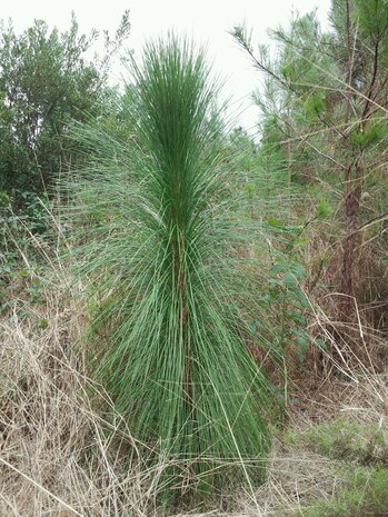 A long-leafed pine planted at Joint Base Charleston. (Courtesy photo)