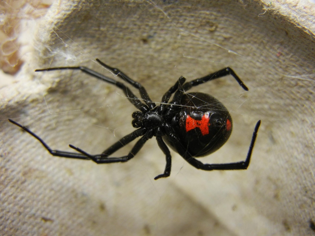 The adult female black widow has a distinct red hourglass on the bottom of its abdomen. 