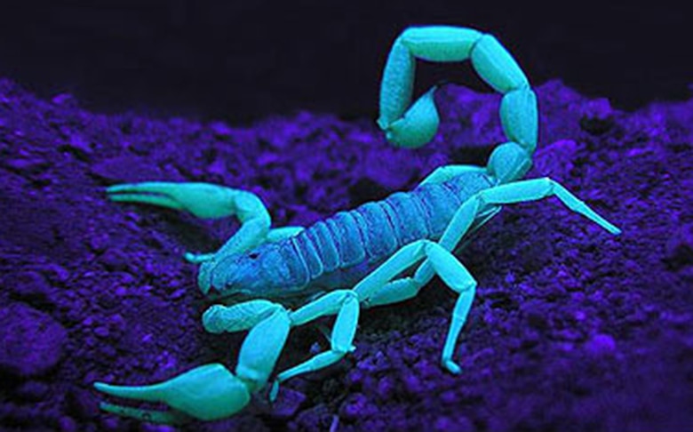 Scorpions are fluorescent under ultraviolet light.  Researchers have frozen scorpions overnight, only to put them in the sun the next day and watch them thaw out and walk away! (Photo by Kenton Elliot, courtesy of Desert USA/Digital West Media Inc.)