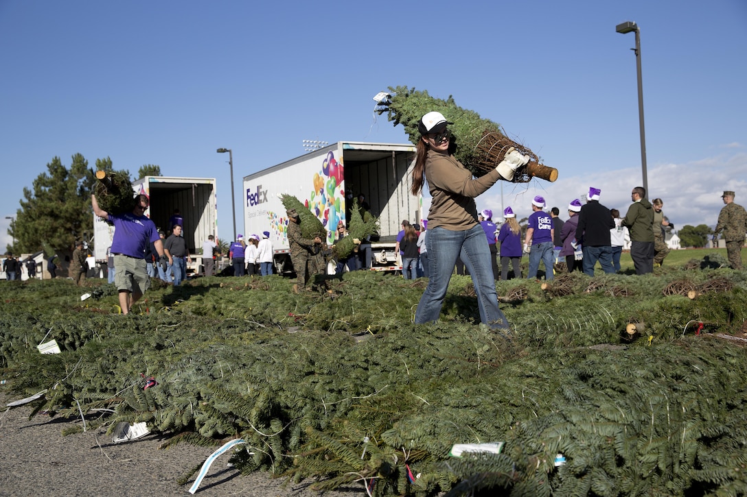 Volunteers offload and lay out Christmas tress for display during the Trees for Troops 2013 event. Approximately 800 trees were delivered to Pendleton for the annual Trees for Troops giveaway Dec. 6. Trees for Troops is a program that collects and delivers Christmas trees to service members and their families at 60 military bases in the U.S. and overseas.