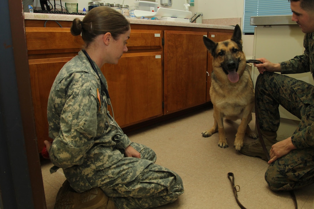 Capt. Erin C. Stough, officer in charge, Combat Center Veterinary Treatment Facility and Lance Cpl. Anthony Chiccino, military dog handler, Provost Marshall's office, hides a ball from Max, a working dog aboard the Combat Center, before a physical at the veterinary clinic Dec. 4, 2013.