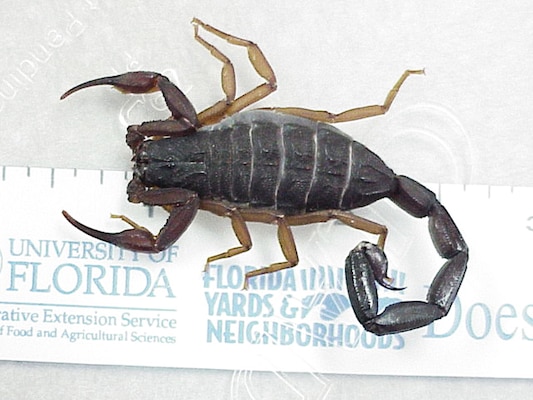 Florida bark scorpions have been found under rocks and in monitoring well sleeves during inspections of the 143-mile long Herbert Hoover Dike levee around Lake Okeechobee.

