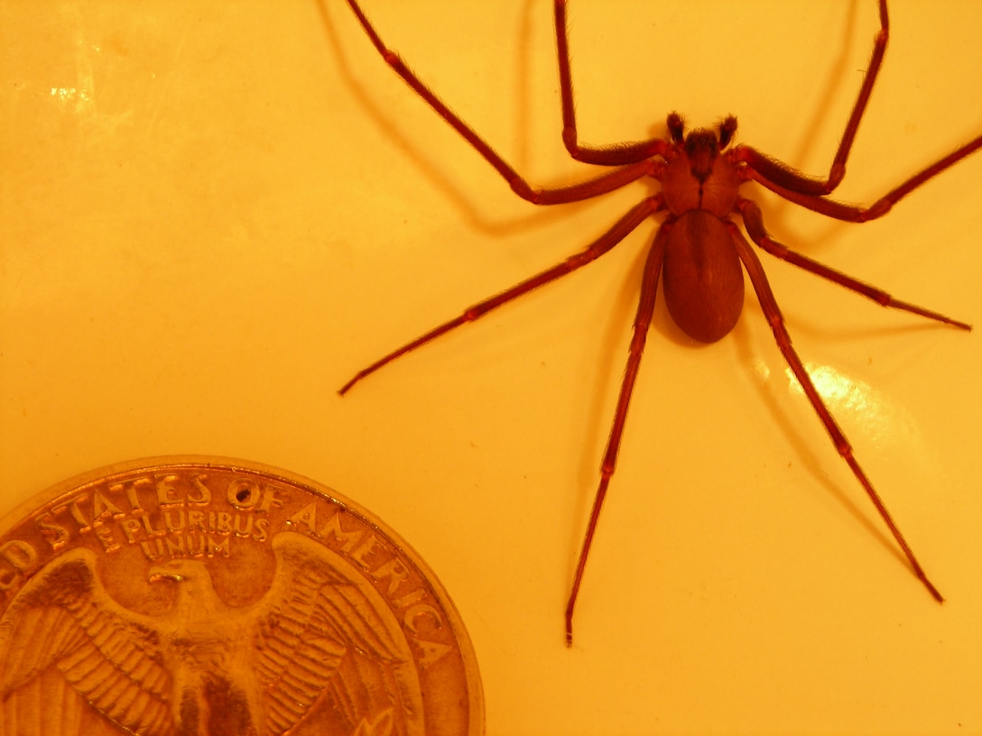 The brown recluse or “violin spider” can be identified by its sandy brown color, uniformly colored legs and the upside-down violin-shaped marking on the cephalothorax, or front section of its body.