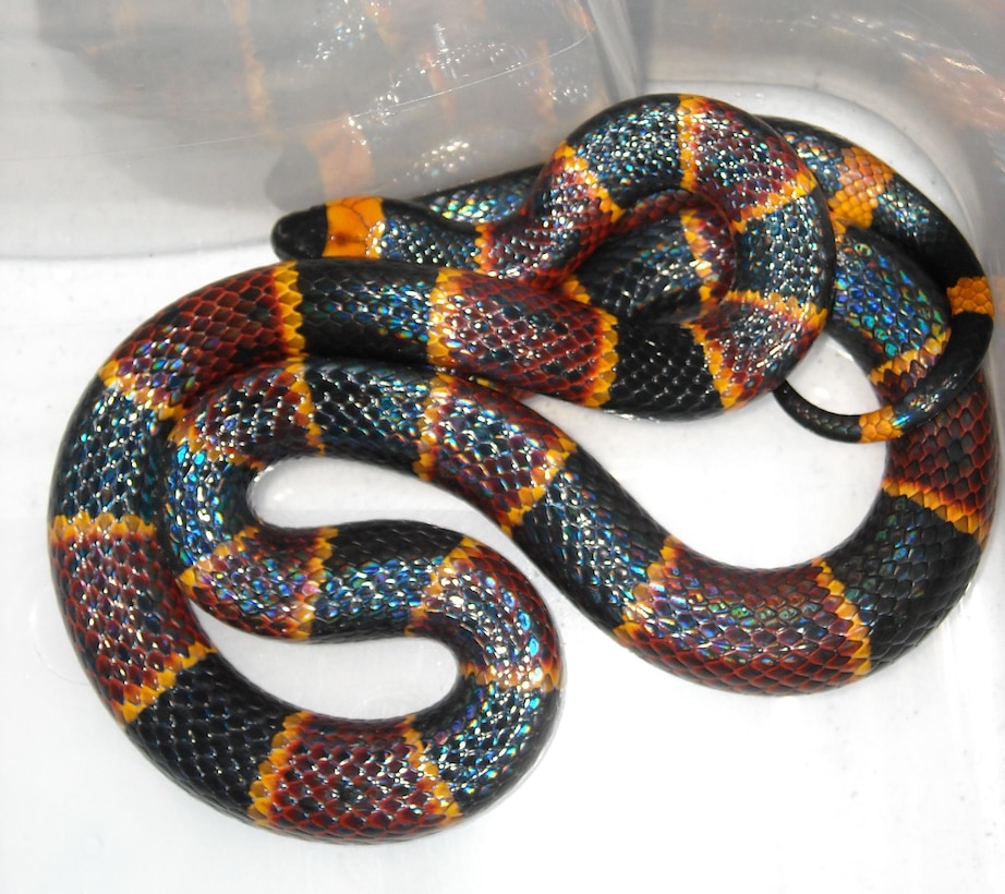 Is it poisonous? Think about the warning colors most commonly seen on safety vests to help identify the poisonous eastern coral snake, which has a black snout, and a repeating pattern where red touches yellow.