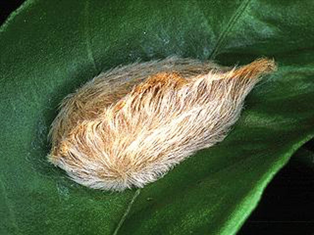 Believe it or not, this puss caterpillar larvae can leave a burning blistered trail on the skin.