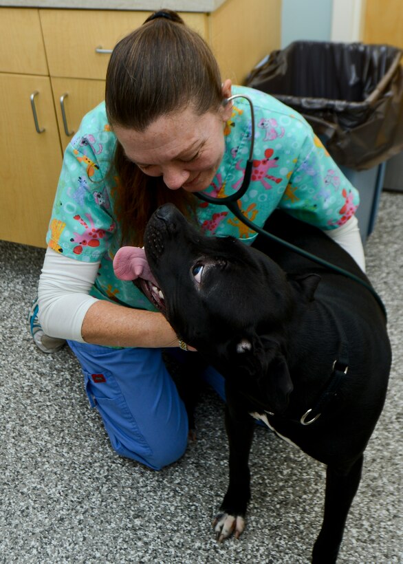 Donna Ekman, Joint Base Langley-Eustis Veterinarian Treatment Facility vet technician, checks the heart of Dave, a 1-year-old Labrador retriever, at Langley Air Force Base, Va., Dec. 5, 2013. The VTF offers a wide-range of information including in-depth checklists and an inventory of suggested websites that give Service members step-by-step directions on how to make the move easier. (U.S. Air Force photo by Airman 1st Class Victoria H. Taylor/Released)