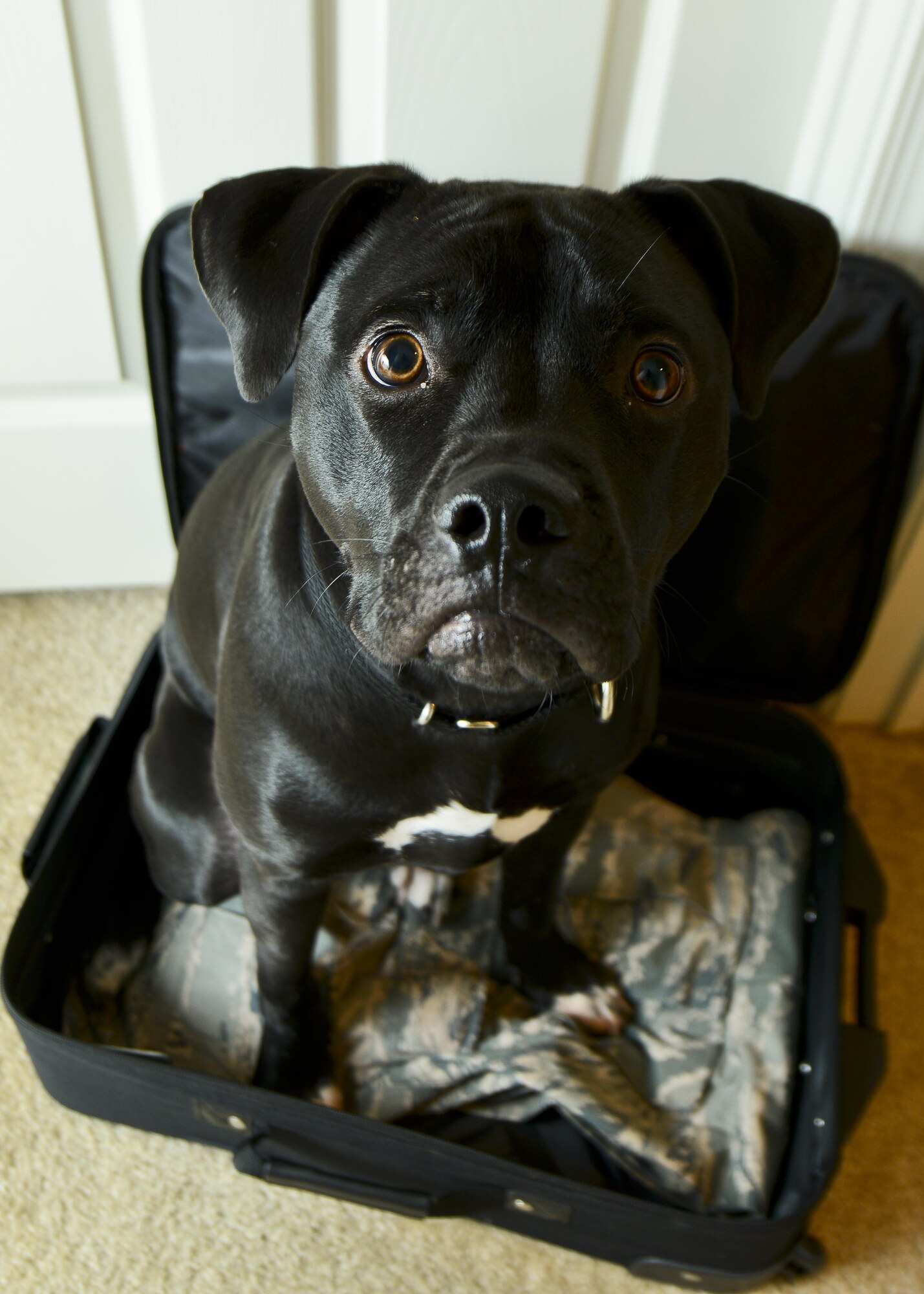 Relocating half way around the world or even across the country can be a stressful experience, but adding a four-legged friend can make the process even more complex. Procedures are in place at Joint Base Langley-Eustis, Va. to make sure a pet’s trip goes smoothly. (U.S. Air Force photo by Airman 1st Class Victoria H. Taylor/Released)