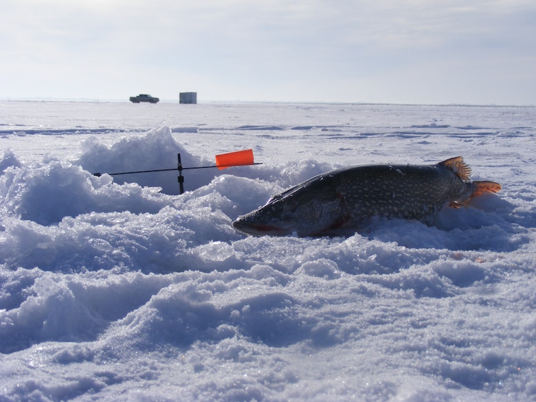A Northern Pike caught in March 2013 while ice fishing on Lake Sakakawea/Garrison Dam Project on the Northeast side of the lake in Steinke Bay, which is near Sportsmen's Centennial Park access and Steinke WMA access. Ice Fishing is a popular outdoor winter activity for may North Dakotans.