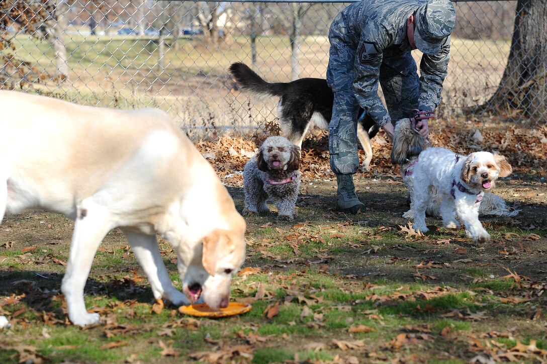 U.S. Air Force Master Sgt. Daniel Lauseng from the 509th Operations Support Squadron plays with his pets at the opening of the Whiteman Dog Park, Dec. 3, 2013, at Whiteman Air Force Base, Mo. The park is open to all puppies at least 4 months old.  (U.S. Air Force photo by Staff Sgt. Brigitte N. Brantley/Released)