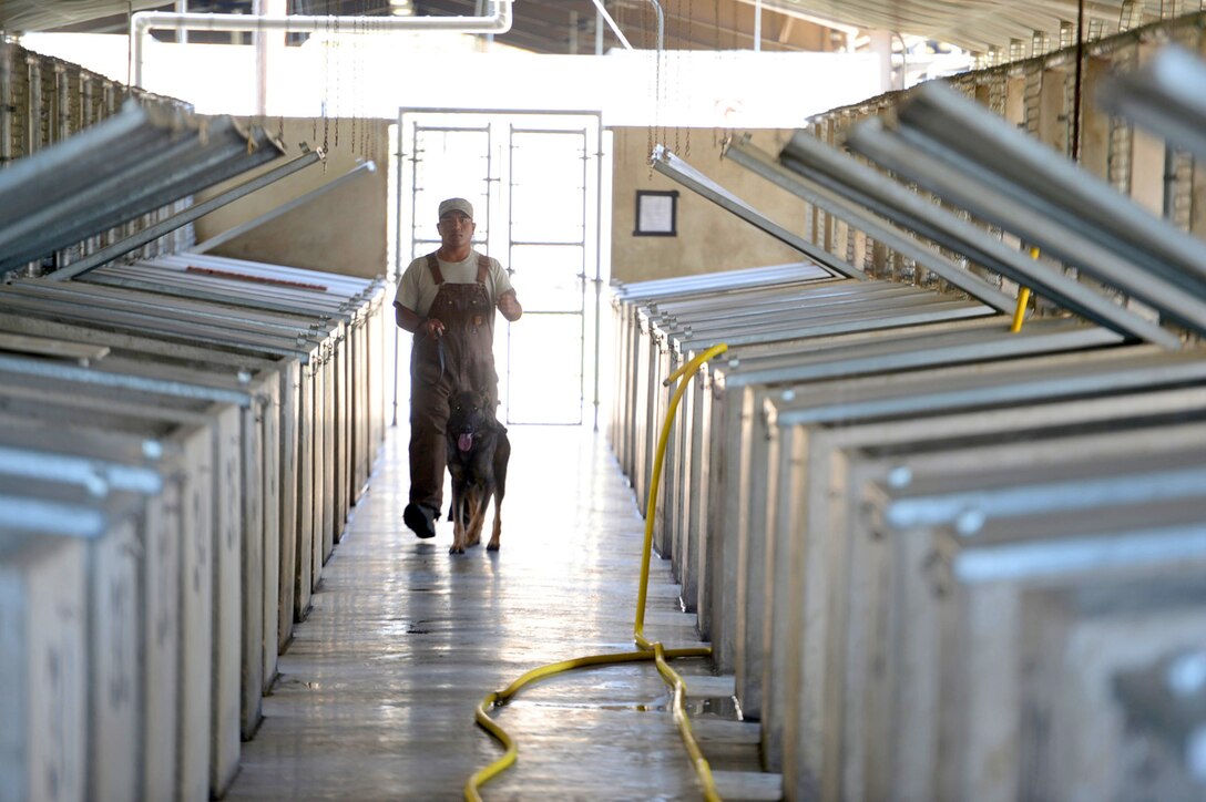 Air Force Tech. Sgt. Paul Cruz, a dog handler, returns his dog to the kennel after a day of training at the Defense Department's Military Working Dog School on Joint Base San Antonio in San Antonio, Dec. 3, 2013.