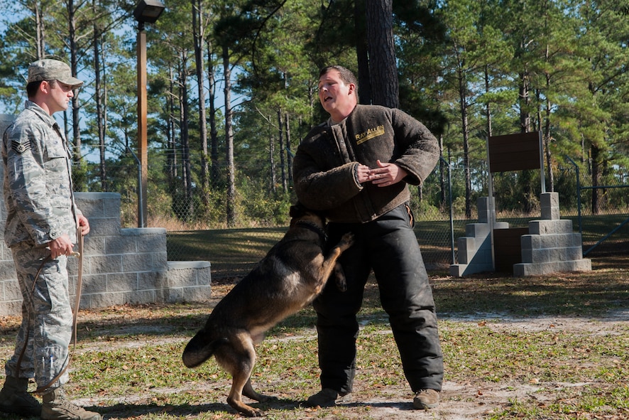 U.S. Air Force Staff Sgt. Christopher Lamy, 822d Base Defense Squadron K-9 handler looks on after commanding military working dog Copy to bite a subject at Moody Air Force Base, Ga., Dec. 2, 2013. Subjects are encouraged to resist the dog to create a realistic experience. (U.S. Air Force photo by Airman 1st Class Sandra Marrero/Released) 
