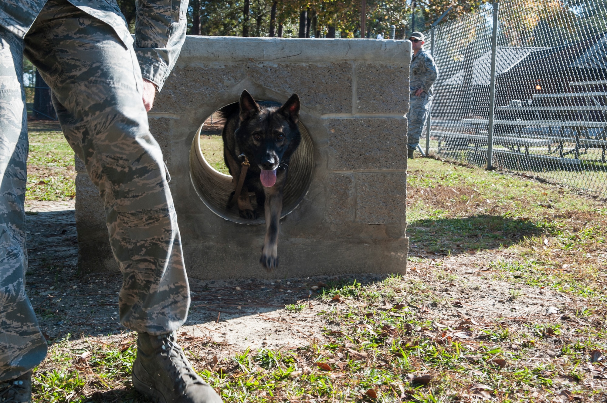 Military working dog Mex goes through an obstacle course at Moody Air Force Base, Ga., Dec. 2, 2013. Handlers vary the sequence of obstacles so MWDs learn to obey their handler and not memorize the course. (U.S. Air Force photo by Airman 1st Class Sandra Marrero/Released) 
