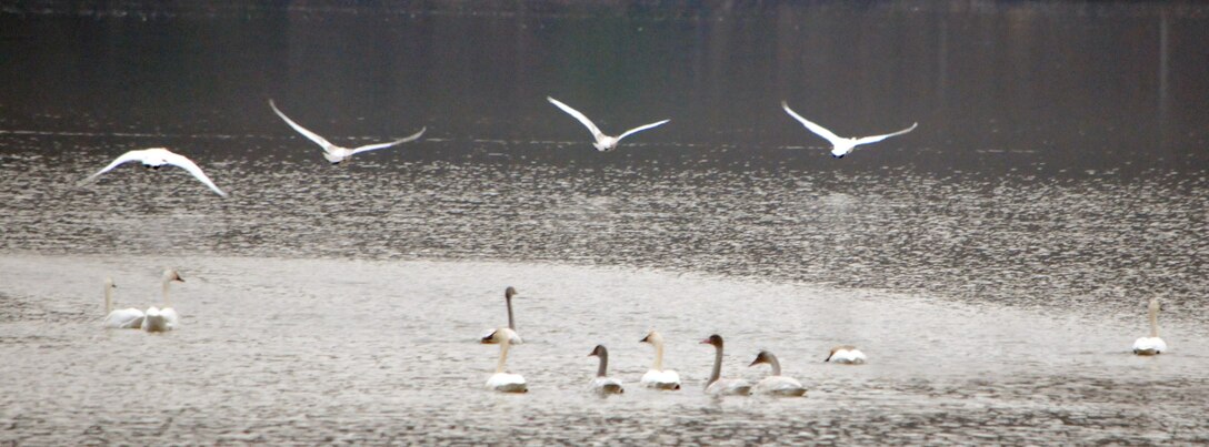 Tundra swans congregate on lower Chopawamsic Creek on Dec. 4. The birds traveled all the way from the arctic to winter in the Quantico area. 