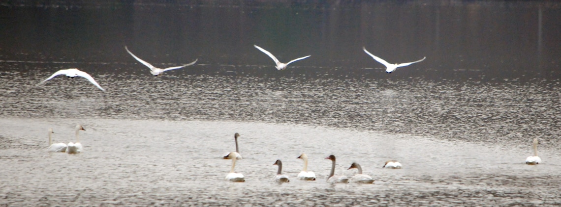 Tundra swans congregate on lower Chopawamsic Creek on Dec. 4. The birds traveled all the way from the arctic to winter in the Quantico area. 
