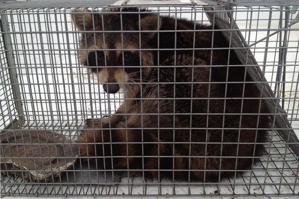 Pest management technicians from the 28th Civil Engineer Squadron used a live trap to capture a raccoon in the 28th Logistics Readiness Squadron maintenance bay using a live trap at Ellsworth Air Force Base, S.D., Nov. 5,2013. Once an animal is caught, pest management technicians evaluate the animal and determine if it is safe to be relocated to a location away from people and in an environment better suited for their survival. (U.S. Air Force courtesy photo)