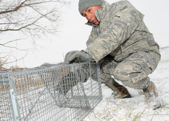 Senior Airman Juan Valencia, 28th Civil Engineer Squadron pest management technician, installs a live trap at Ellsworth Air Force Base, S.D., Dec. 3, 2013. Pest management technicians like Valencia utilize live traps to catch pests or animals that pose a danger to people or themselves. (U.S. Air Force photo by Airman 1st Class Rebecca Imwalle/Released)