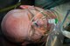 U.S. Air Force Senior Master Sgt. Garry Sheets an observer controller with the 911th Aeromedical Evacuation Squadron, Pittsburg International Airport Air Reserve Station, Coraopolis, Pa., plays the part of a sick patient during an inflight medical training scenario July 27, 2013. Sgt., Sheets is participating in Warrior Exercise 86-13-01 (WAREX)/Exercise Global Medic, 2013,. WAREX provides units an opportunity to rehearse military maneuvers and tactics. Held in conjunction with WAREX, Global Medic is an annual joint-field training exercise designed to replicate all aspects of theater combat medical support.