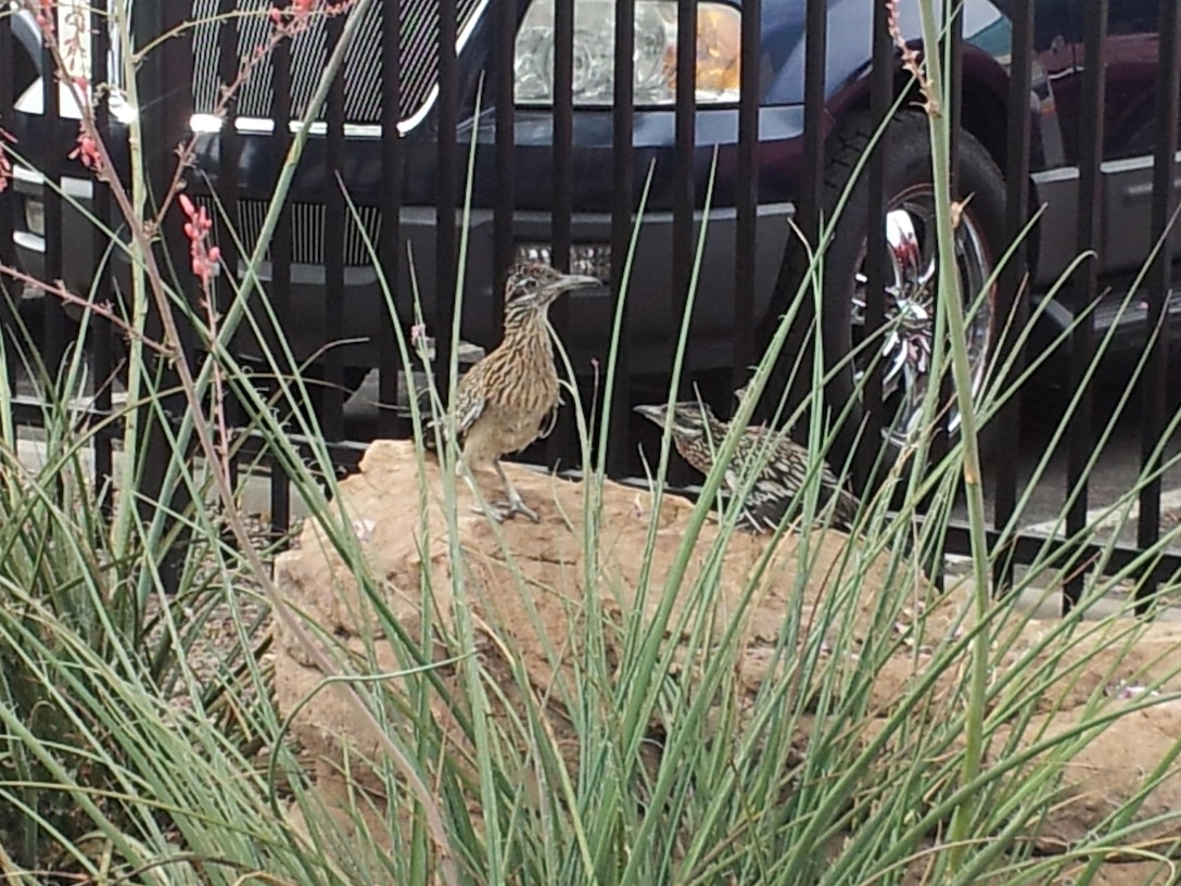 ALBUQUERQUE, N.M., -- 
2013 Photo Drive submission. Photo by Dale Cottrell, June 24, 2013.
"Mama roadrunner with fledgling at the district office."