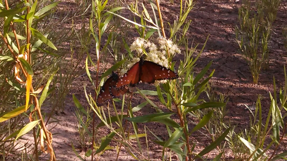 ALBUQUERQUE, N.M., -- 2013 Photo Drive submission. Photo by Ondrea Hummel, Sept. 5, 2013.
"Butterfly at the Middle Rio Grande Restoration Project."