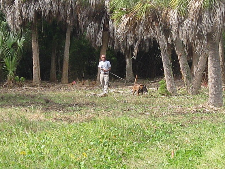 Jack, a four-year-old Belgian Malinois, leads handler Roger Tappan of AMK9 as he works to locate his target. Jack is one of two dogs working at the Mullet Key Formerly Used Defense Site at Fort DeSoto Park that have also completed tours in Afghanistan.