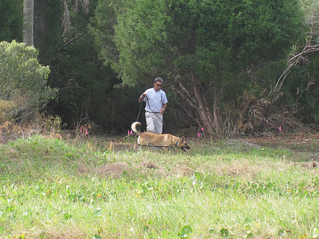 Matos, a two-year-old Belgian Malinois that works as an explosive detection dog, picks up a scent and focuses on leading his handler, Stevie Valencia of AMK9, to a buried training target during a demonstration on the Mullet Key Formerly Used Defense Site at Fort DeSoto Park near St. Petersburg, Fla. The specialty dogs are being used as a demonstration technology, to evaluate the potential for using them on other similar sites.