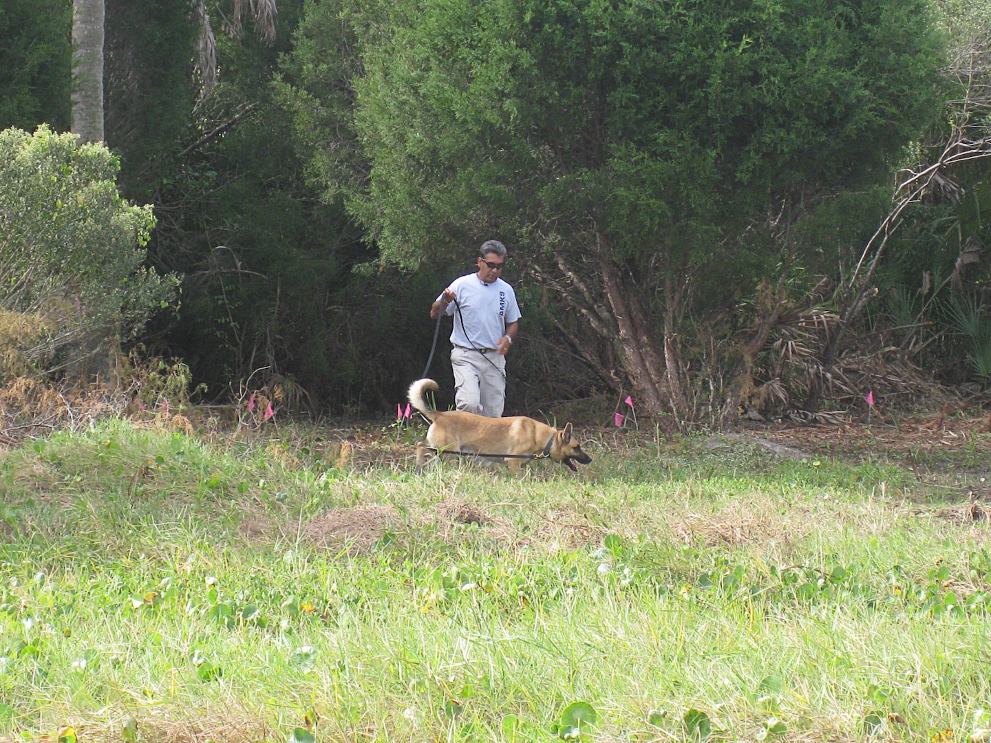 Matos, a two-year-old Belgian Malinois that works as an explosive detection dog, picks up a scent and focuses on leading his handler, Stevie Valencia of AMK9, to a buried training target during a demonstration on the Mullet Key Formerly Used Defense Site at Fort DeSoto Park near St. Petersburg, Fla. The specialty dogs are being used as a demonstration technology, to evaluate the potential for using them on other similar sites.