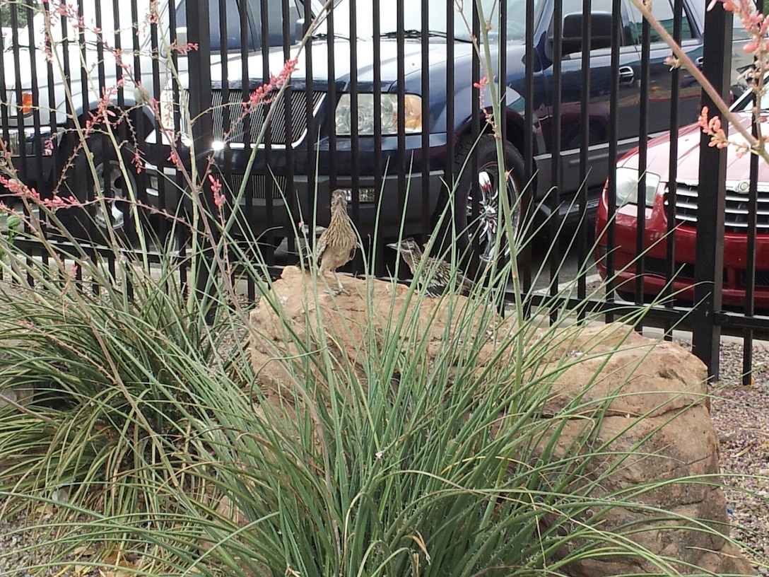 ALBUQUERQUE, N.M., -- 2013 Photo Drive submission. Photo by Dale Cottrell, June 24, 2013. "Mama roadrunner with fledgling at the district office."