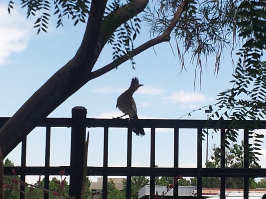 "Mama Roadrunner standing her ground at the district." Photo by Dale Cottrell, July 2, 2013. 