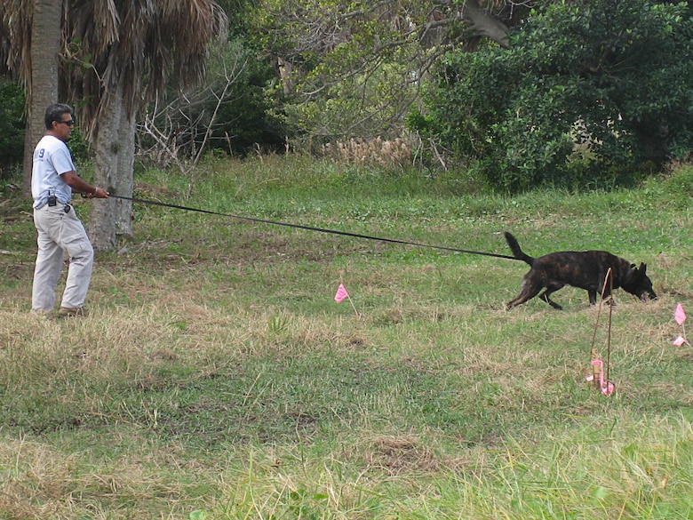 AMK9 dog handler Stevie Valencia waits for Rex, a three-year-old Dutch Shepherd, to pick up the scent of a buried training target on the Mullet Key Formerly Used Defense Site at Fort DeSoto Park near St. Petersburg, Fla.