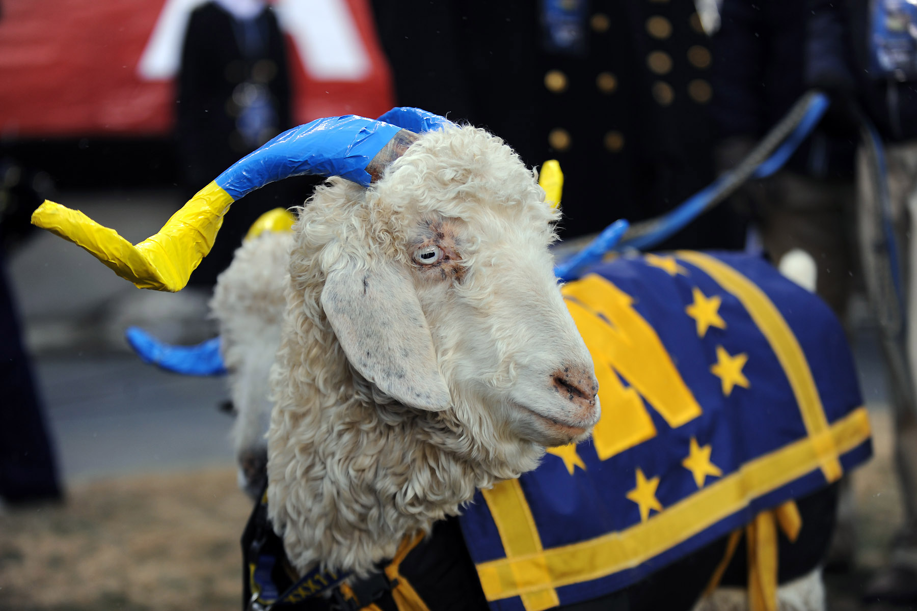 The U S Naval Academy Mascots Angora Goats Stand On The Sideline During The 114th Army Navy