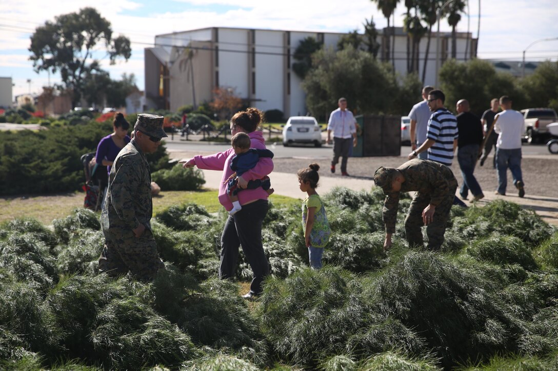 Marines, Sailors and their families search for free trees aboard Marine Corps Air Station Miramar, Calif., Dec. 16. The Peltzer Pines Tree Farm donated 150 trees, which were given out on a first come, first serve basis. 