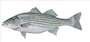 Hundreds of striped bass are among the 750,000 fish that pass through the St. Stephen powerhouse's fish lift every year.