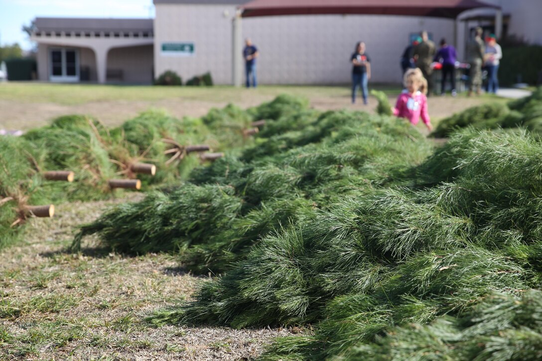 The Peltzer Pines Tree Farm donates 150 Christmas trees for Marines, Sailors and their families aboard Marine Corps Air Station Miramar, Calif., Dec. 16. The trees were given on a first come, first serve basis.