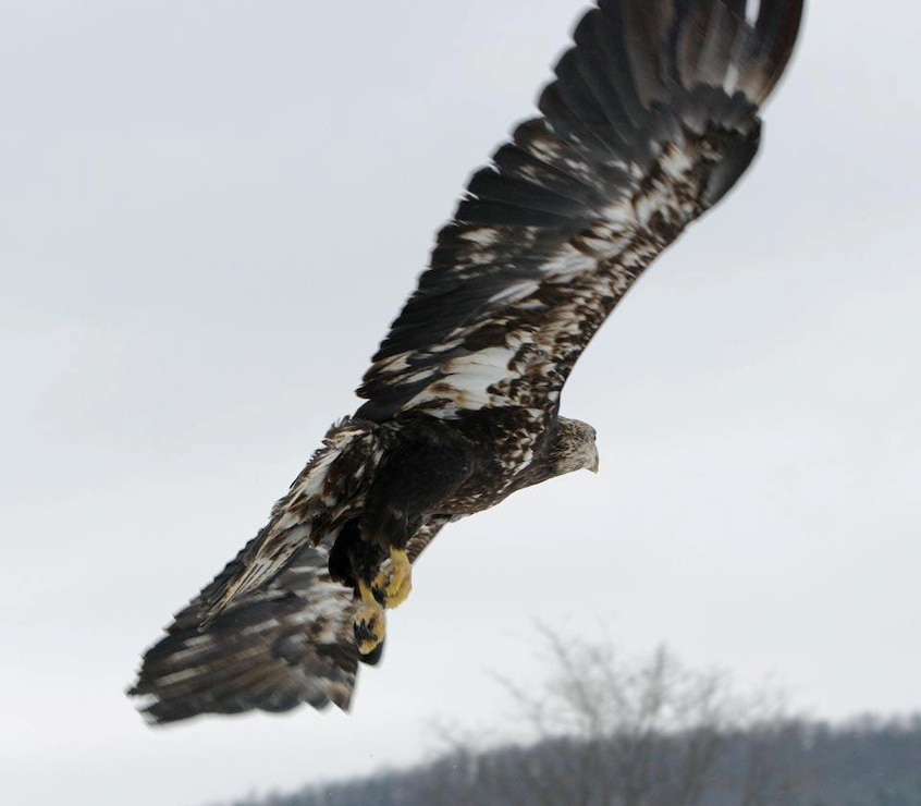 Release of a rehabilitated eagle at the Cowanesque Lake.