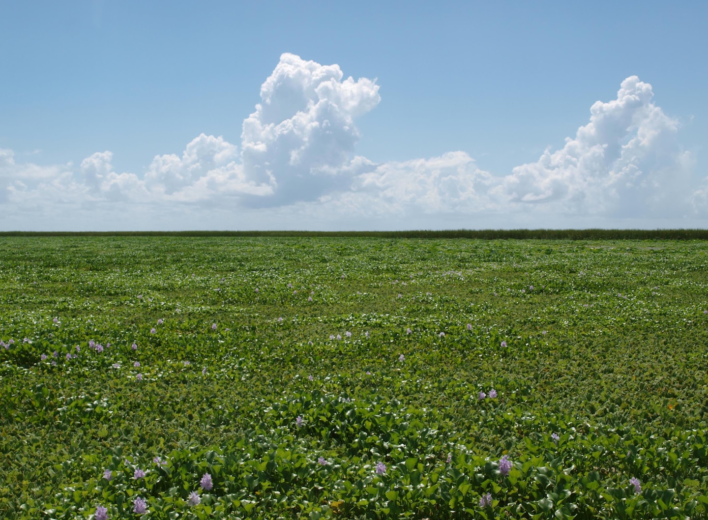 The program to control invasive aquatic plants like water hyacinth is important to the health of Lake Okeechobee and Corps operations. Left unchecked, the plants multiple quickly, resulting in problems with navigation, flood control and the natural ecosystem.        