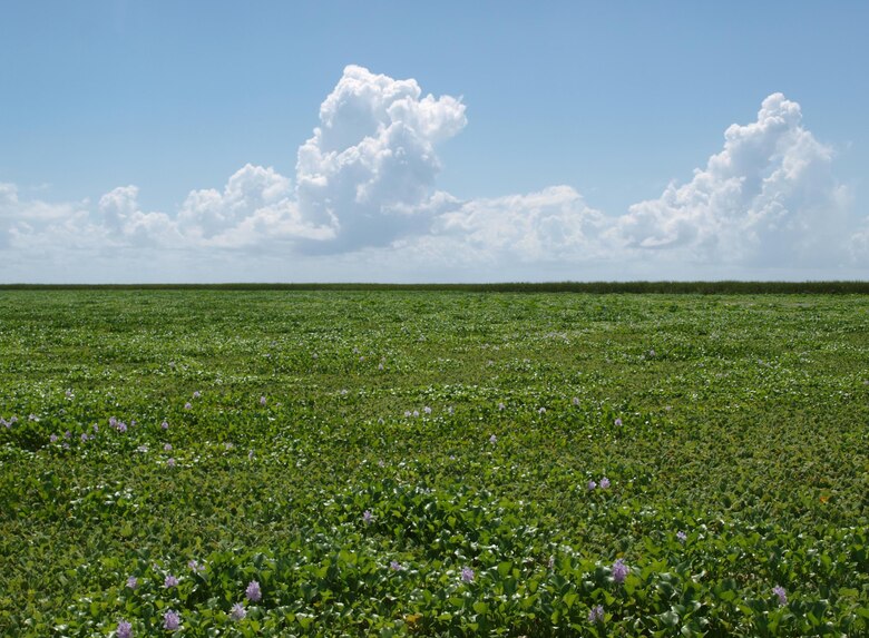 The program to control invasive aquatic plants like water hyacinth is important to the health of Lake Okeechobee and Corps operations. Left unchecked, the plants multiple quickly, resulting in problems with navigation, flood control and the natural ecosystem.        