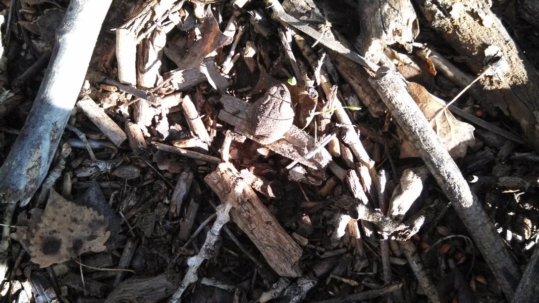 ALBUQUERQUE, N.M., -- 2013 Photo Drive submission. Photo by Ondrea Hummel, Sept. 19, 2013. "A camouflaged frog in the Middle Rio Grande Restoration Project"