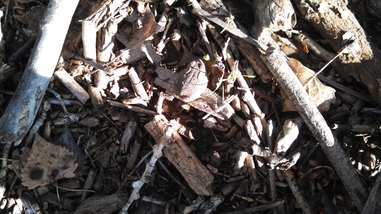 "A camouflaged frog in the Middle Rio Grande Restoration Project" Photo by Ondrea Hummel, Sept. 19, 2013.