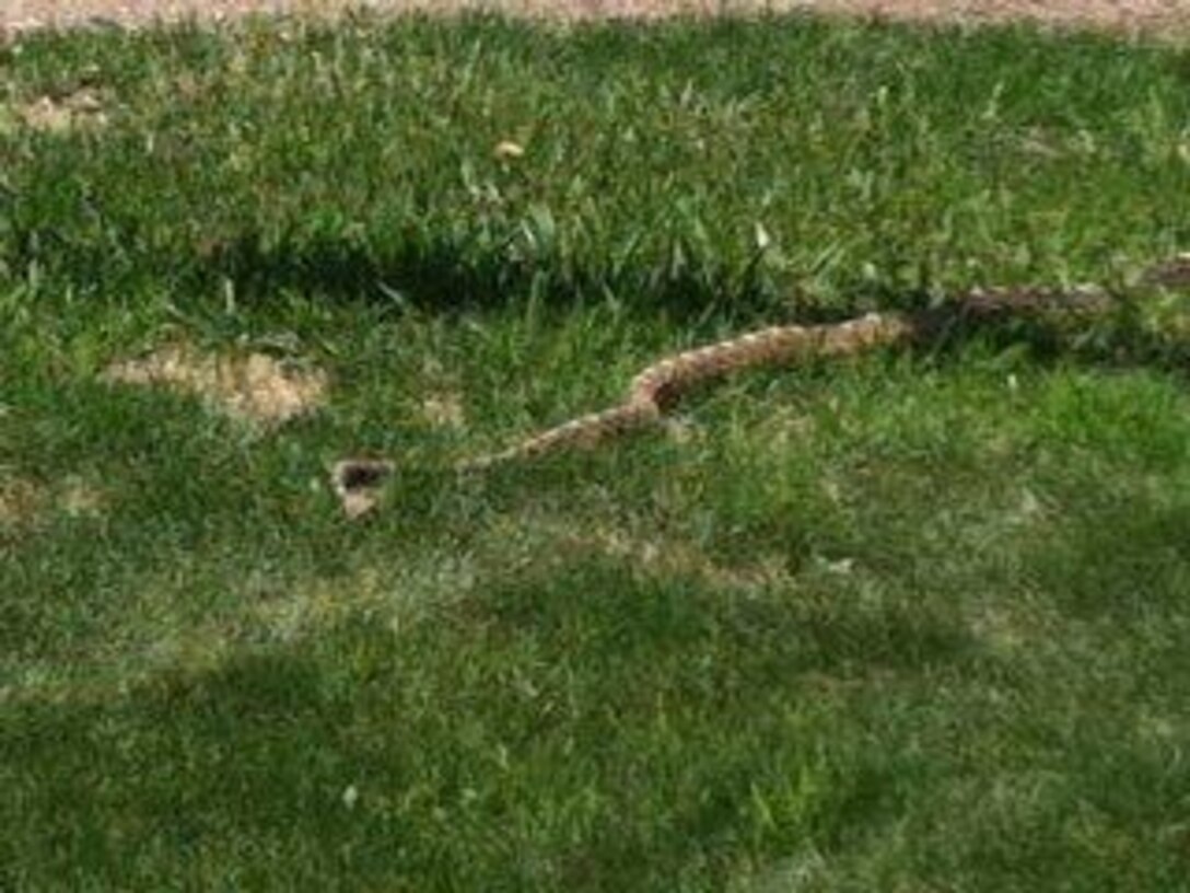 TRINIDAD LAKE, Colo., -- 2013 Photo Drive submission. Photo by Rowena Sanchez, summer 2013. "Snake at the District's Trinidad Lake Office"