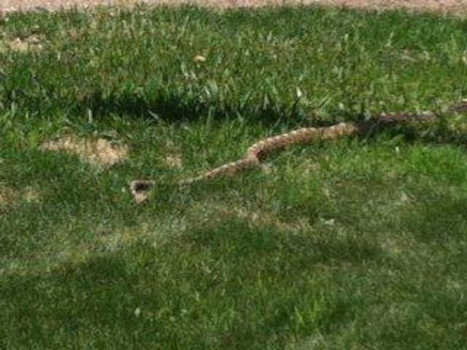 "Snake at the District's Trinidad Lake Office" Photo by Rowena Sanchez, Summer 2013.