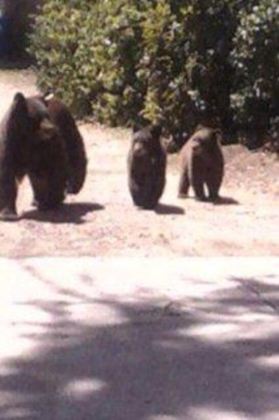 TRINIDAD LAKE, Colo., -- 2013 Photo Drive submission. Photo by Rowena Sanchez, June 2013. "Bear family out for a stroll at Trinidad Lake"