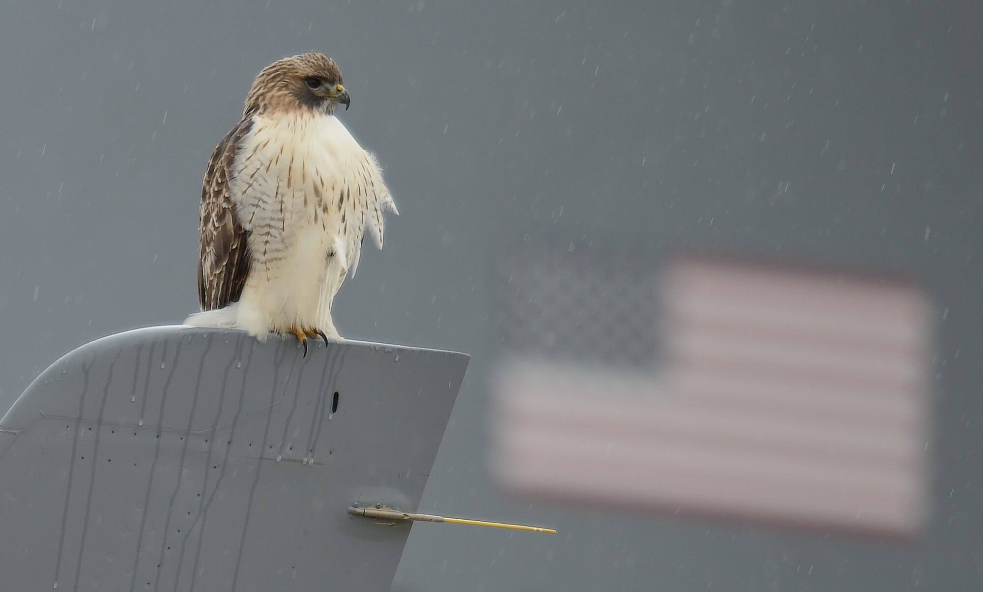 A red-tailed hawk sits on the winglet of a C-17A Globemaster III assigned to the 436th Airlift Wing, Dec. 17, 2013, at Dover Air Force Base, Del. The bird-of-prey is a frequent visitor at Dover and helps control small pests such as field mice and rabbits. Elements of the Dover tail-flash painted on the C-17A can be seen behind the bird. (U.S. Air Force photo/Greg L. Davis)