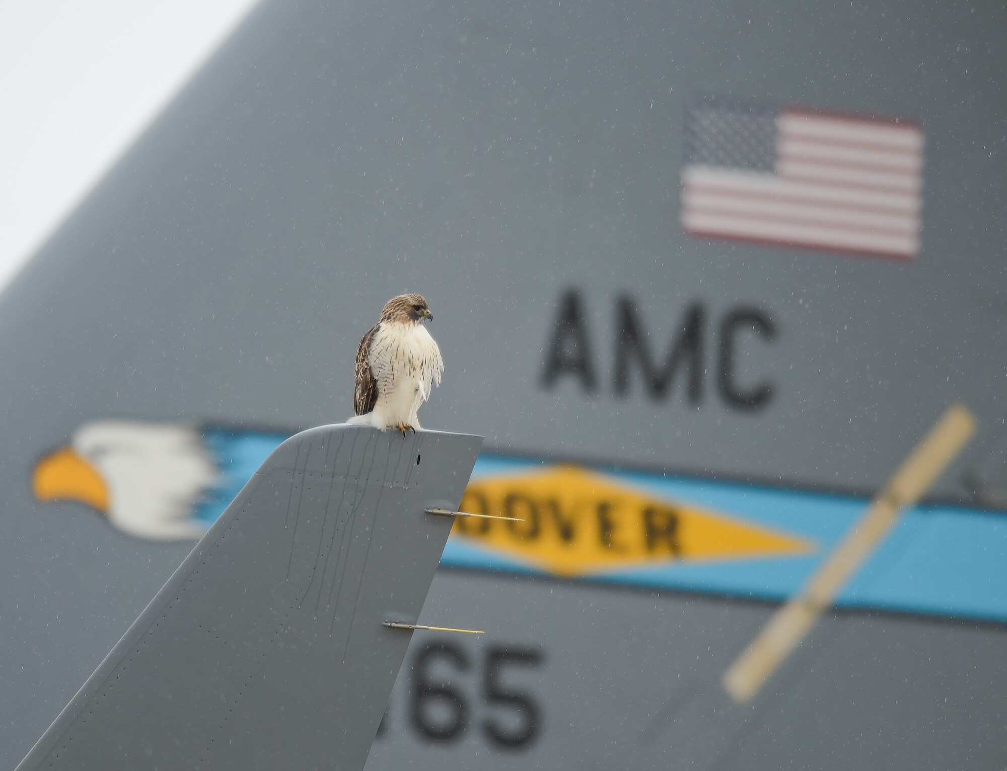 A red-tailed hawk sits on the winglet of a C-17A Globemaster III assigned to the 436th Airlift Wing, Dec. 17, 2013, at Dover Air Force Base, Del. The bird-of-prey is a frequent visitor at Dover and helps control small pests such as field mice and rabbits. Elements of the Dover tail-flash painted on the C-17A can be seen behind the bird. (U.S. Air Force photo/Greg L. Davis)