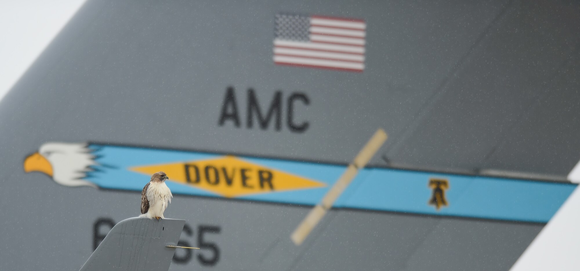 A red-tailed hawk sits on the winglet of a C-17A Globemaster III assigned to the 436th Airlift Wing, Dec. 17, 2013, at Dover Air Force Base, Del. The bird-of-prey is a frequent visitor at Dover and helps control small pests such as field mice and rabbits. Elements of the Dover tail-flash painted on the C-17A can be seen behind the bird. (U.S. Air Force photo/Greg L. Davis)