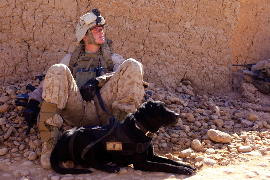 U.S. Marine Corps Lance Cpl. Andrew Day sits with Cpl. Fiddler, a military working dog, behind a dirt wall after a firefight with insurgents near a bazaar in the Nad Ali district of Afghanistan's Helmand province, Dec. 4, 2013. Day, a dog handler, is assigned to the 1st Battalion, 9th Marines.