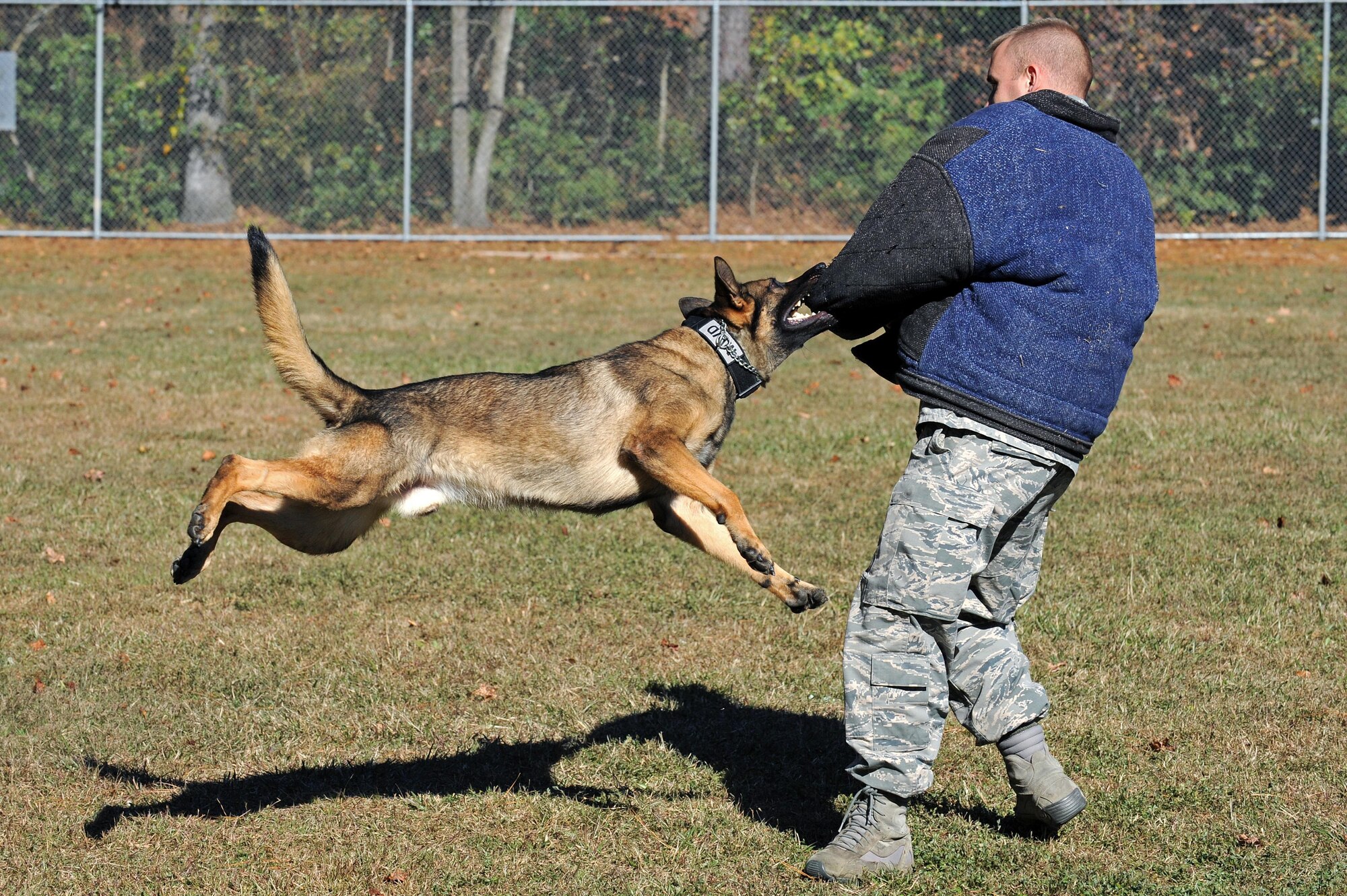 Staff Sgt. Bruce Weir trains Kuli on bite scenarios at Seymour Johnson Air Force Base, N.C., Nov. 14, 2013. Upon arrival in August, Kuli, the squadron’s newest narcotics dog, immediately began advanced training in preparation for patrols. Weir is a 4th Security Forces Squadron military working dog (MWD) handler 