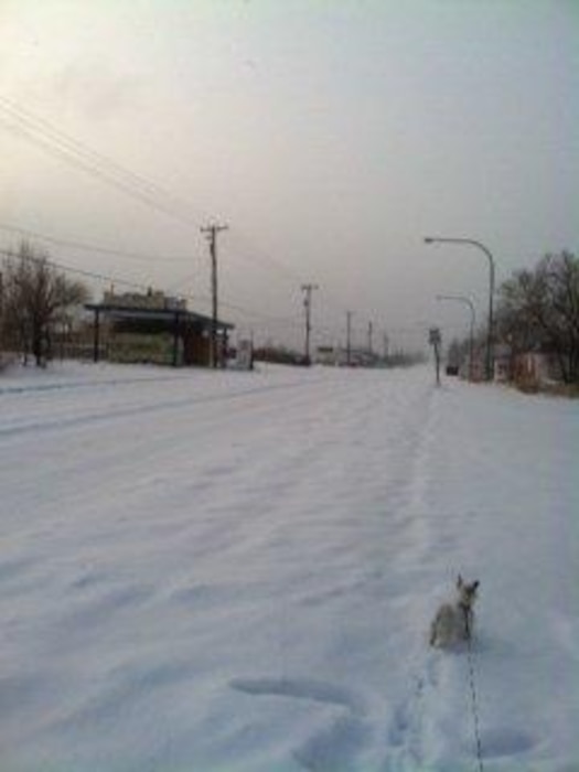 "Zelda enjoying the snow at Trinidad Lake." Photo by Rowena Sanchez, January 2013.